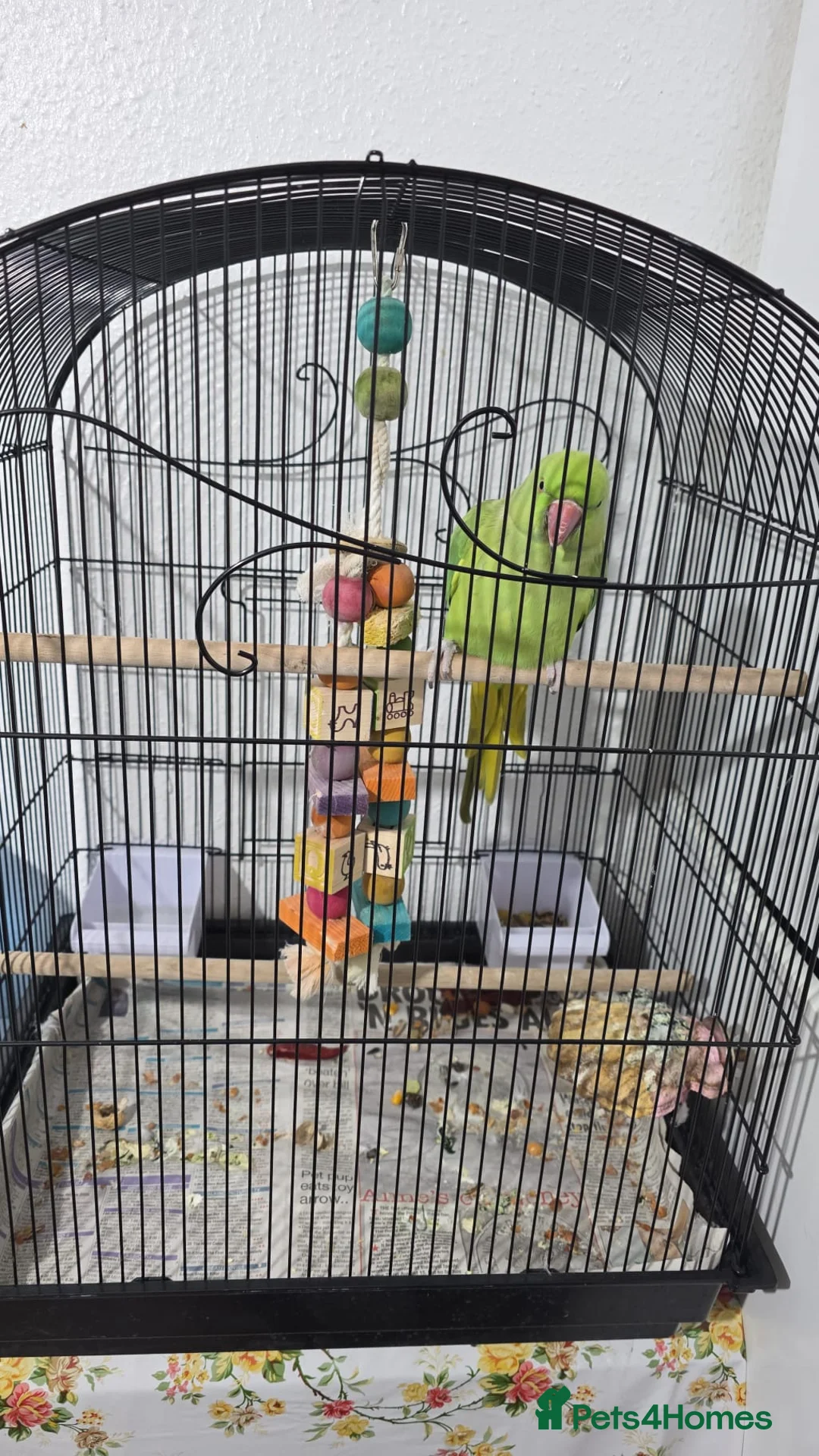 Parrots birds for sale: Indian ring neck in London - Advert 1