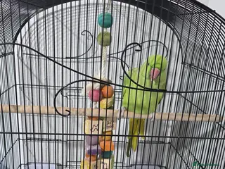 Parrots birds Indian ring neck in London - Advert 2