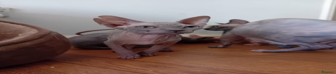 Sphynx Kitten 3