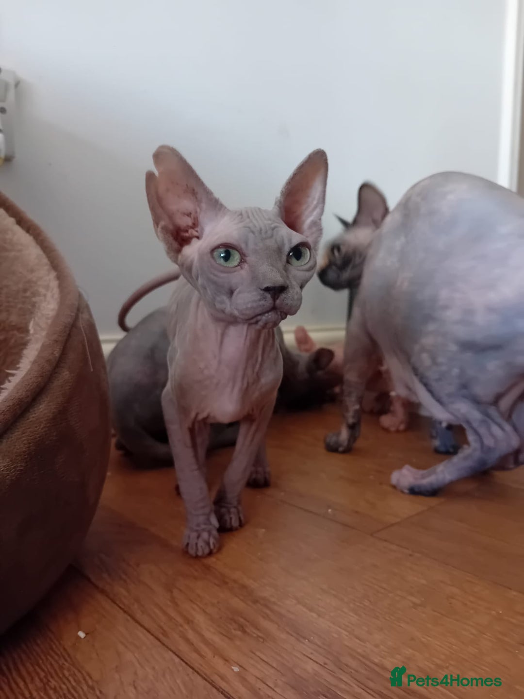 Sphynx cats for sale: Kittens for sale  - Image 2