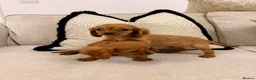 Cavalier King Charles Spaniel dogs for sale: KC registered King Charles cavalier spaniel  - Advert 4