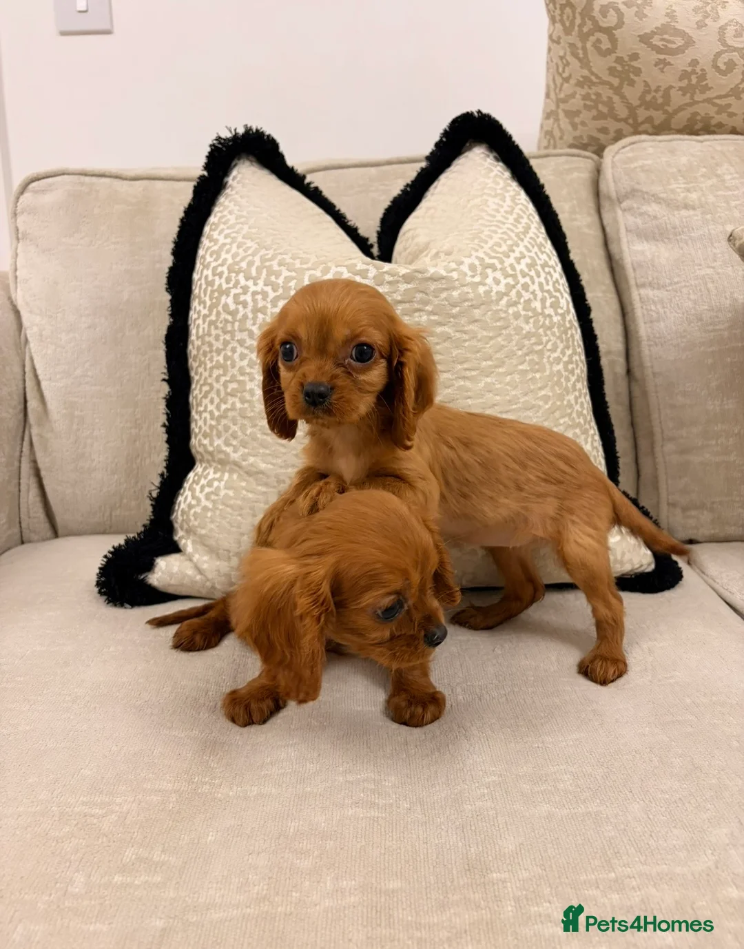 Cavalier King Charles Spaniel dogs for sale: KC registered King Charles cavalier spaniel  - Advert 4