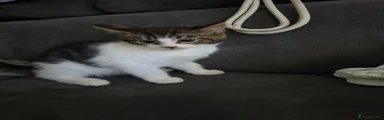 Mixed Breed Kitten 4
