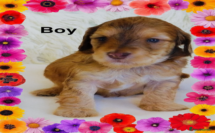 Cockapoo dogs DNA TESTED Last Apricot boy READY NOW ❤️ - Advert 9