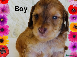 Cockapoo dogs DNA TESTED Last Apricot boyREADY NOW ❤️ - Advert 8