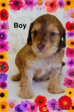 Cockapoo dogs DNA TESTED Last Apricot boy READY NOW ❤️ - Advert 9