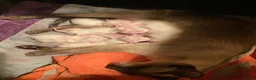 Siamese cats for sale: Siamese kittens - Advert 23