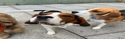 Beaglier dogs for stud: 🐾 Meet Pip! 🐶 - Advert 2