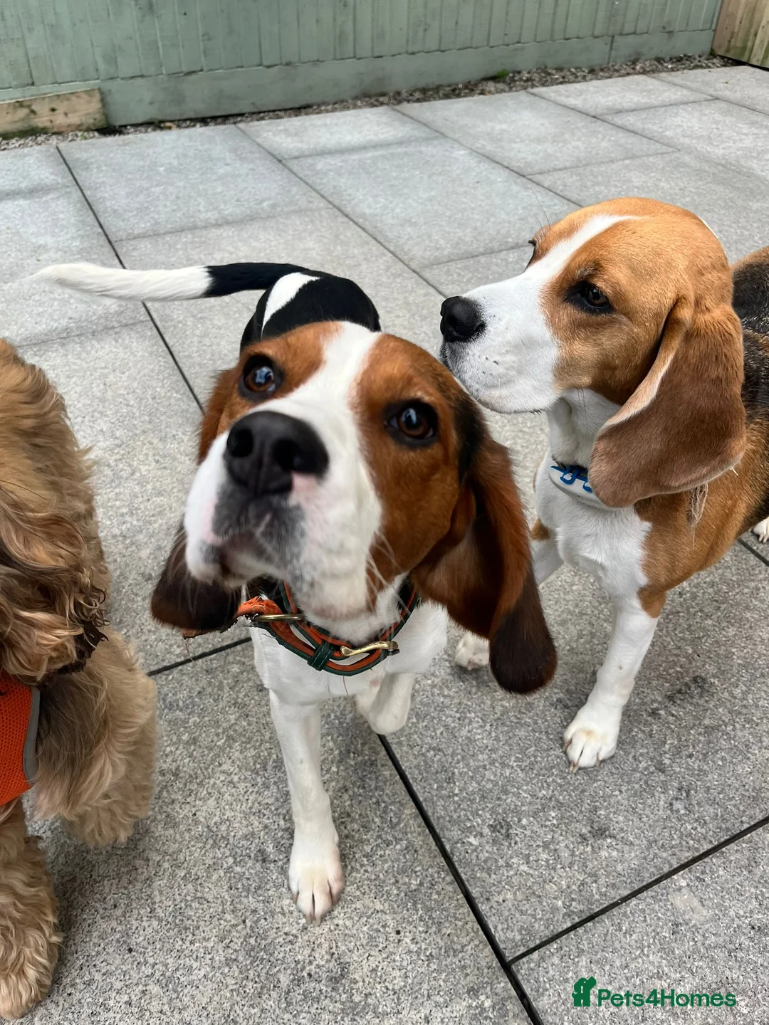 Beaglier dogs for stud: 🐾 Meet Pip! 🐶 - Advert 2