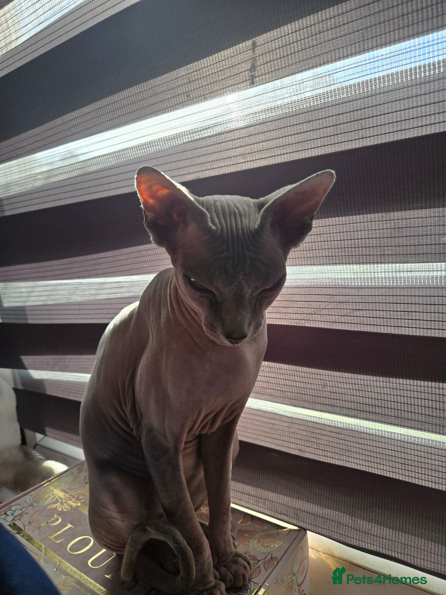 Mixed Breed cats Beautiful sphynx cross - Advert 3