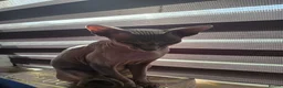 Mixed Breed cats for sale: Beautiful sphynx cross in Mold - Advert 1