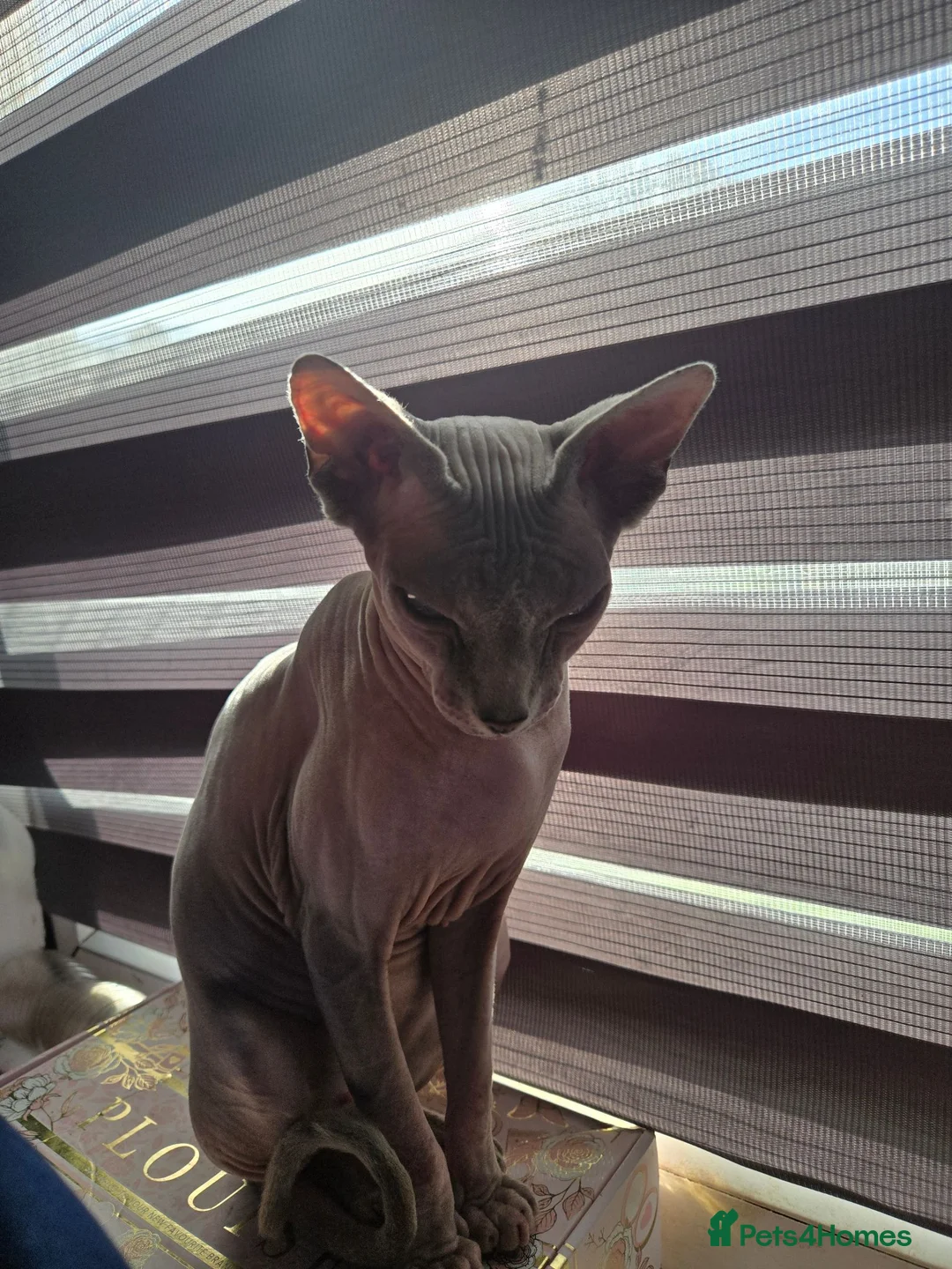 Mixed Breed cats for sale: Beautiful sphynx cross in Mold - Advert 1
