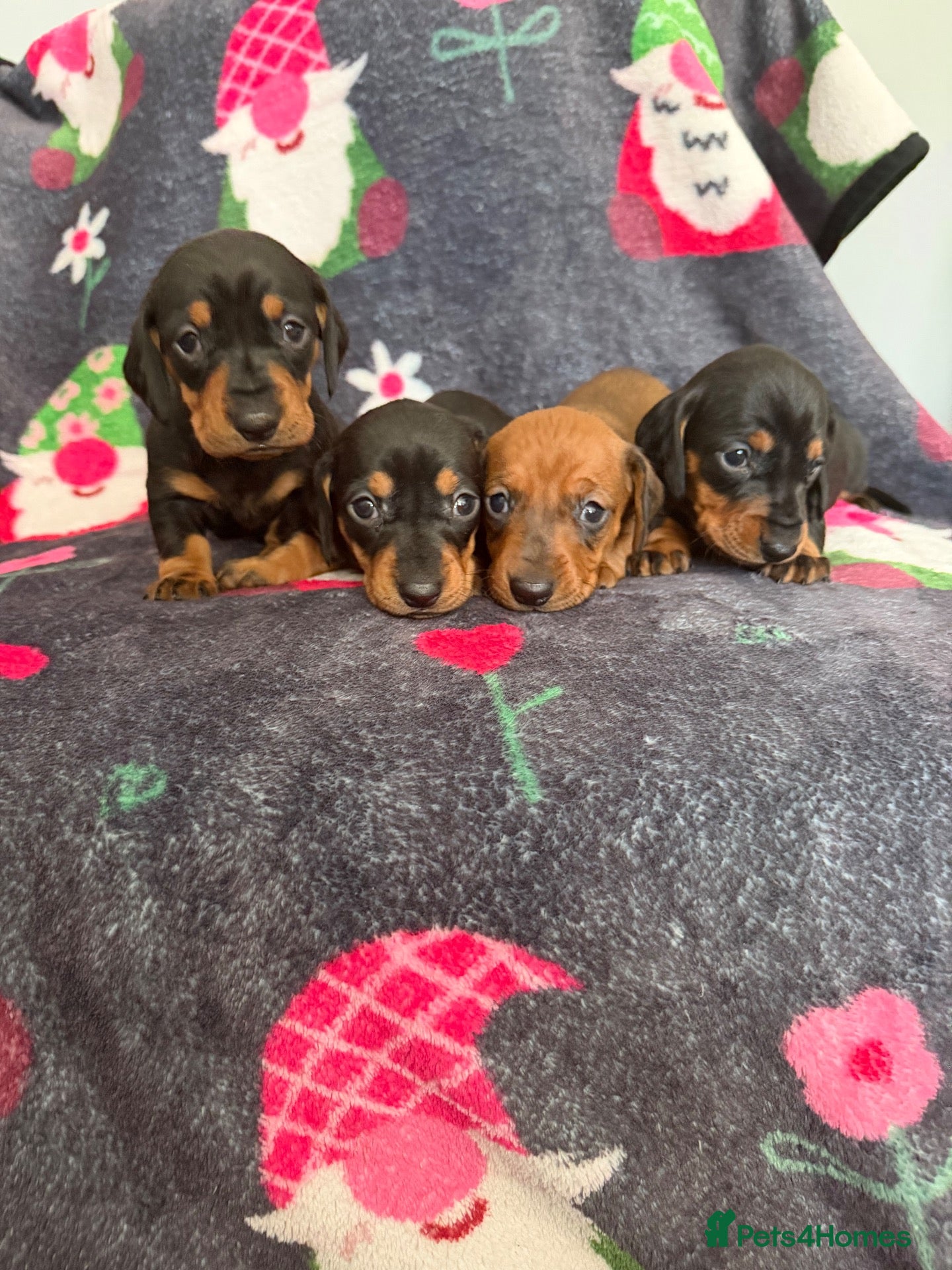 Dachshund dogs Outstanding champion bred standard smooth pups  - Advert 1