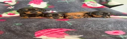 Dachshund dogs for sale: Outstanding champion bred standard smooth pups  - Advert 1