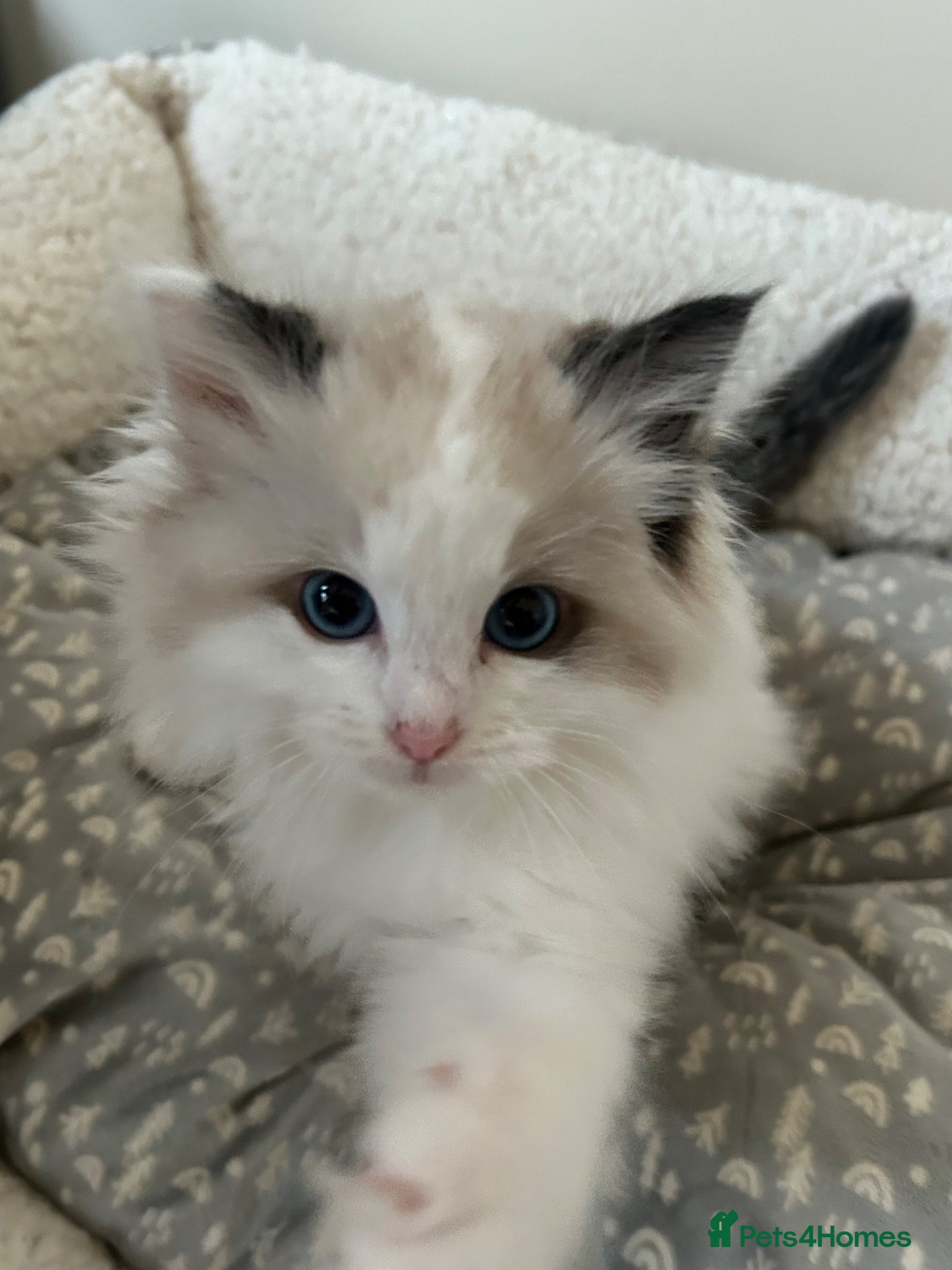 Ragdoll cats Beautiful Ragdoll Kittens  - Advert 6