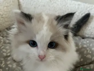 Ragdoll cats Beautiful Ragdoll Kittens - Advert 6