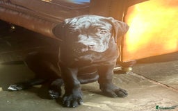 Cane Corso dogs for sale: Full Cane Corso, 1 Black Male remaining  in Newark - Image 36