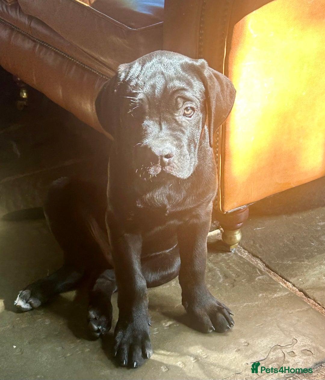 Cane Corso dogs for sale: Full Cane Corso, 1 Black Male remaining  in Newark - Image 36