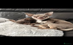 Chihuahua dogs for stud: Proven Lilac KC registered chihuahua for stud  in Liverpool - Image 16