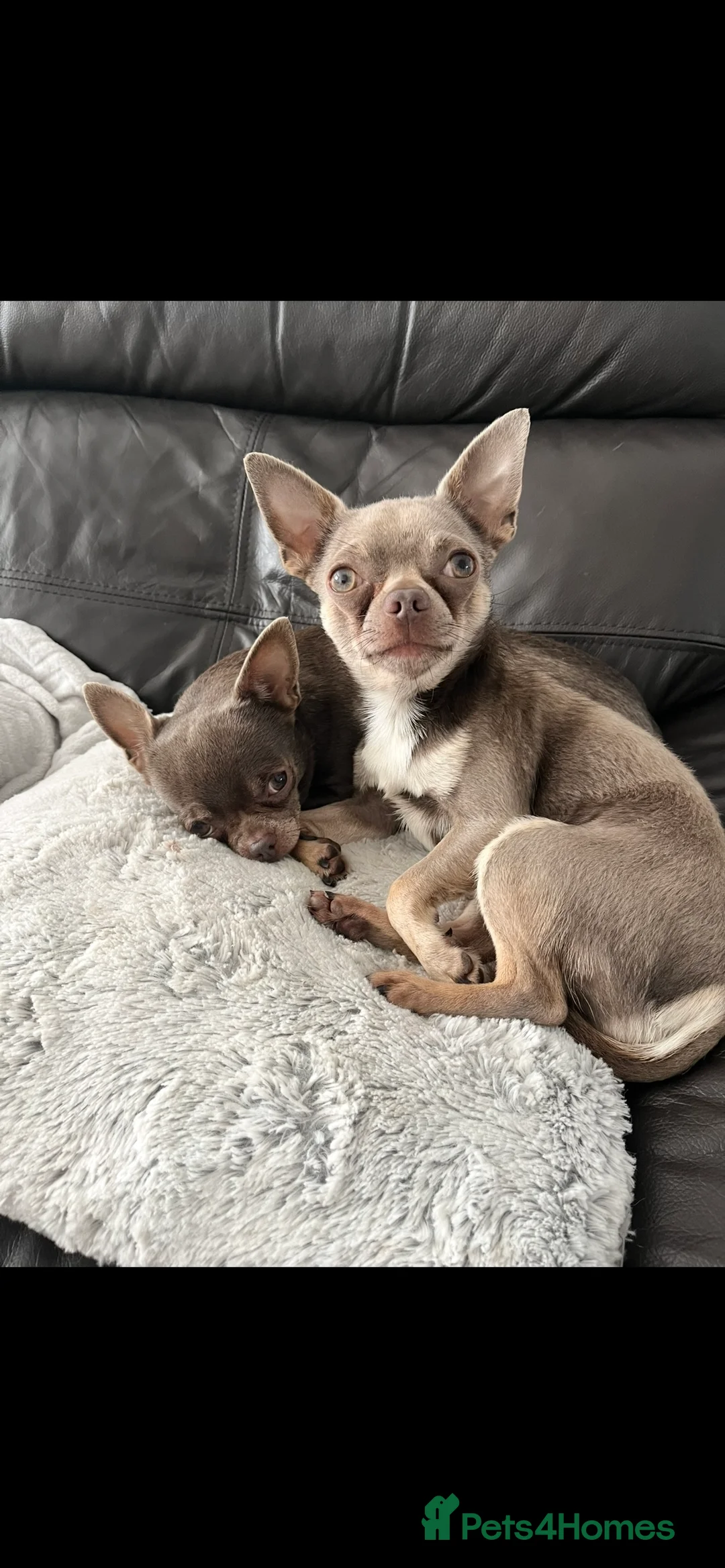 Chihuahua dogs for stud: Proven Lilac KC registered chihuahua for stud  in Liverpool - Advert 18
