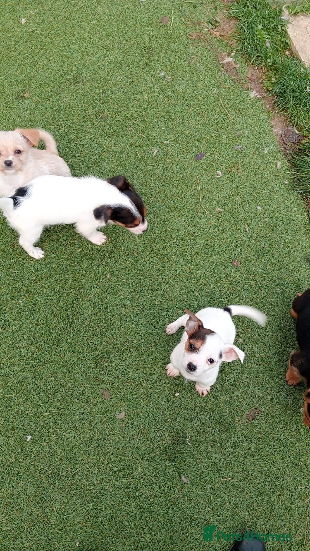 Mixed Breed dogs for sale: Chihuahua cross Norfolk terrier puppys - Advert 2