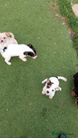 Mixed Breed dogs Chihuahua cross Norfolk terrier puppys - Advert 1