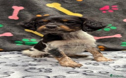 Brittany Spaniel dogs for sale: Britney spaniel  - Image 6