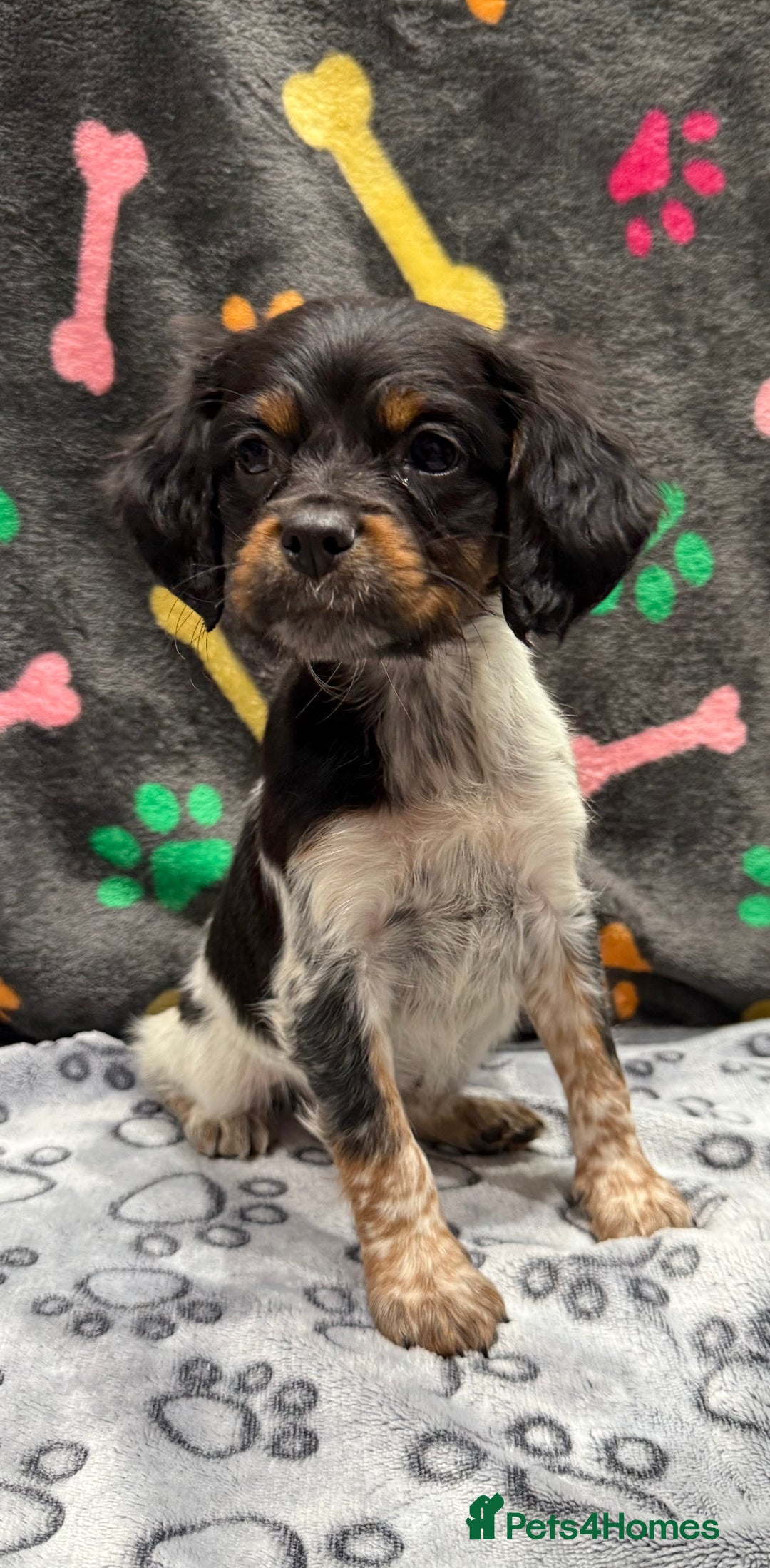Brittany Spaniel dogs for sale: Britney spaniel  - Image 6