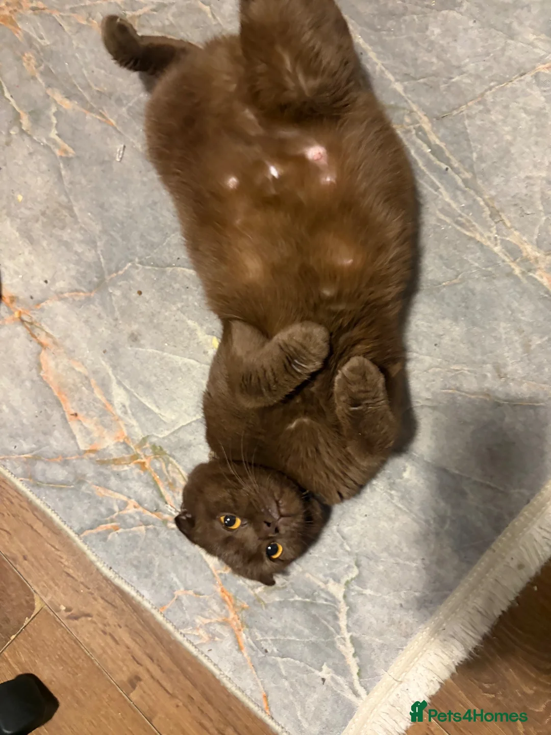 Scottish Fold cats for sale: Coco Chanel  - Advert 1