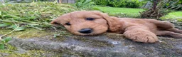 Goldendoodle dogs for sale: Red F1 Goldendoodle puppies for sale  in Leyland - Advert 7