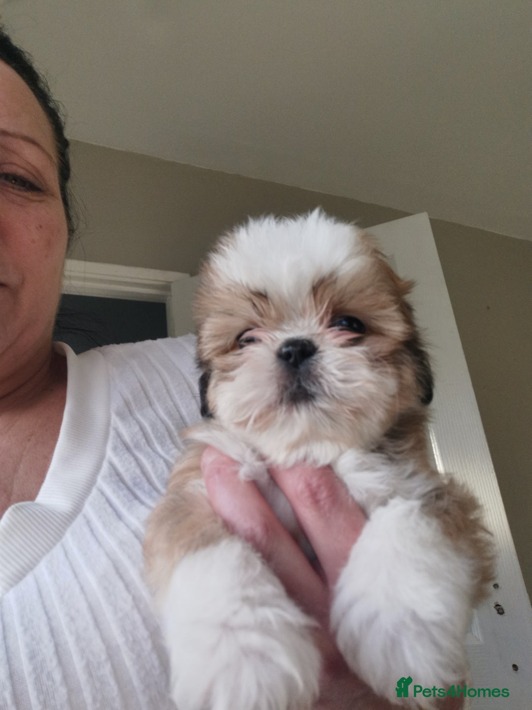 Mixed Breed dogs for sale: Adorable fluffy shihtzu pups - Advert 8