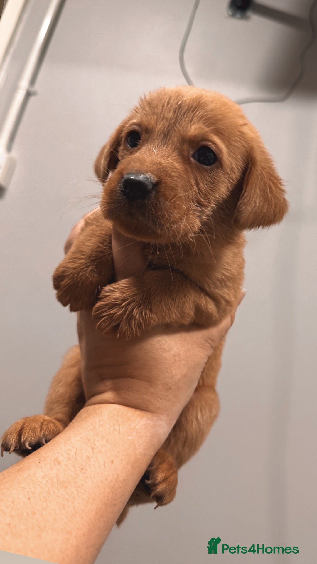 Labrador Retriever dogs for sale: Beautiful, fox red labradors - Advert 20