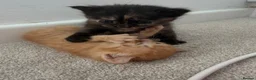 Mixed Breed cats for sale: Tortie female - Advert 11