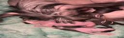 Chinese Crested dogs for sale: Pure Chinese crested  - Advert 3