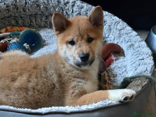 Japanese Shiba Inu dogs Gorgeous Shibas - Advert 18