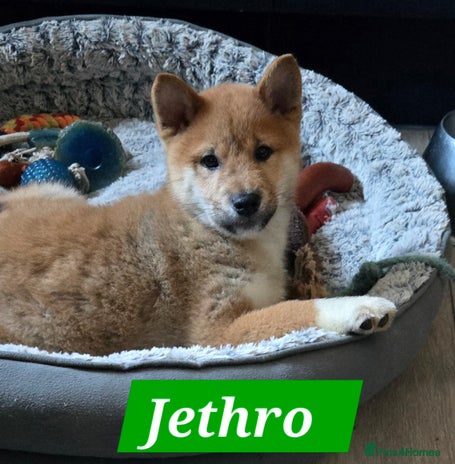 Japanese Shiba Inu dogs Gorgeous Shibas - Advert 2