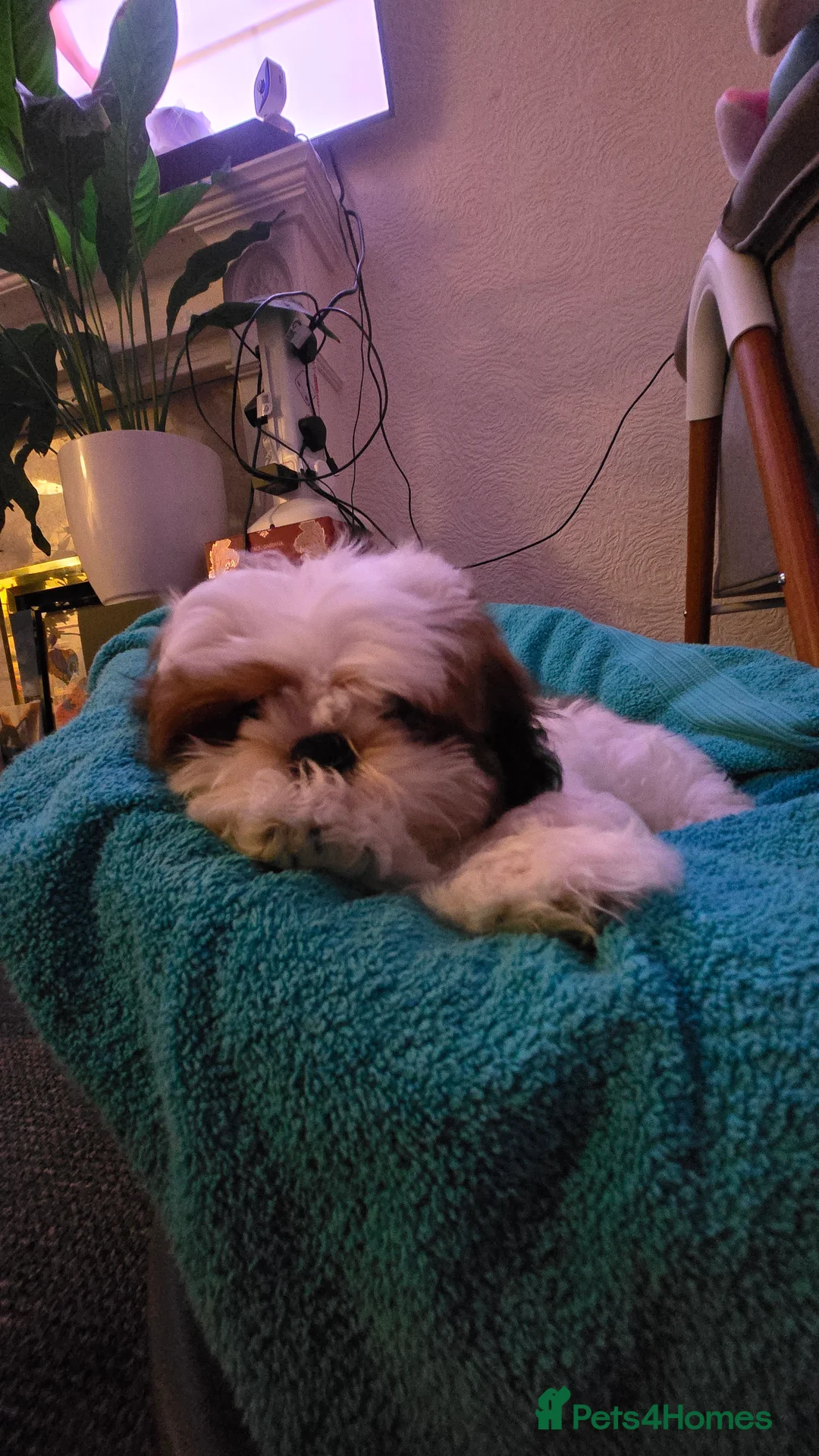 Shih Tzu dogs for sale: Shih Tzu Puppy for Sale - Advert 5