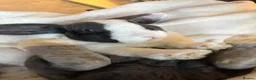 Mini Lop rabbits for sale: Mini lop rabbits for sale come with everything - Advert 4