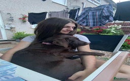 Labrador Retriever dogs for sale: female chocolate lab  - Image 3