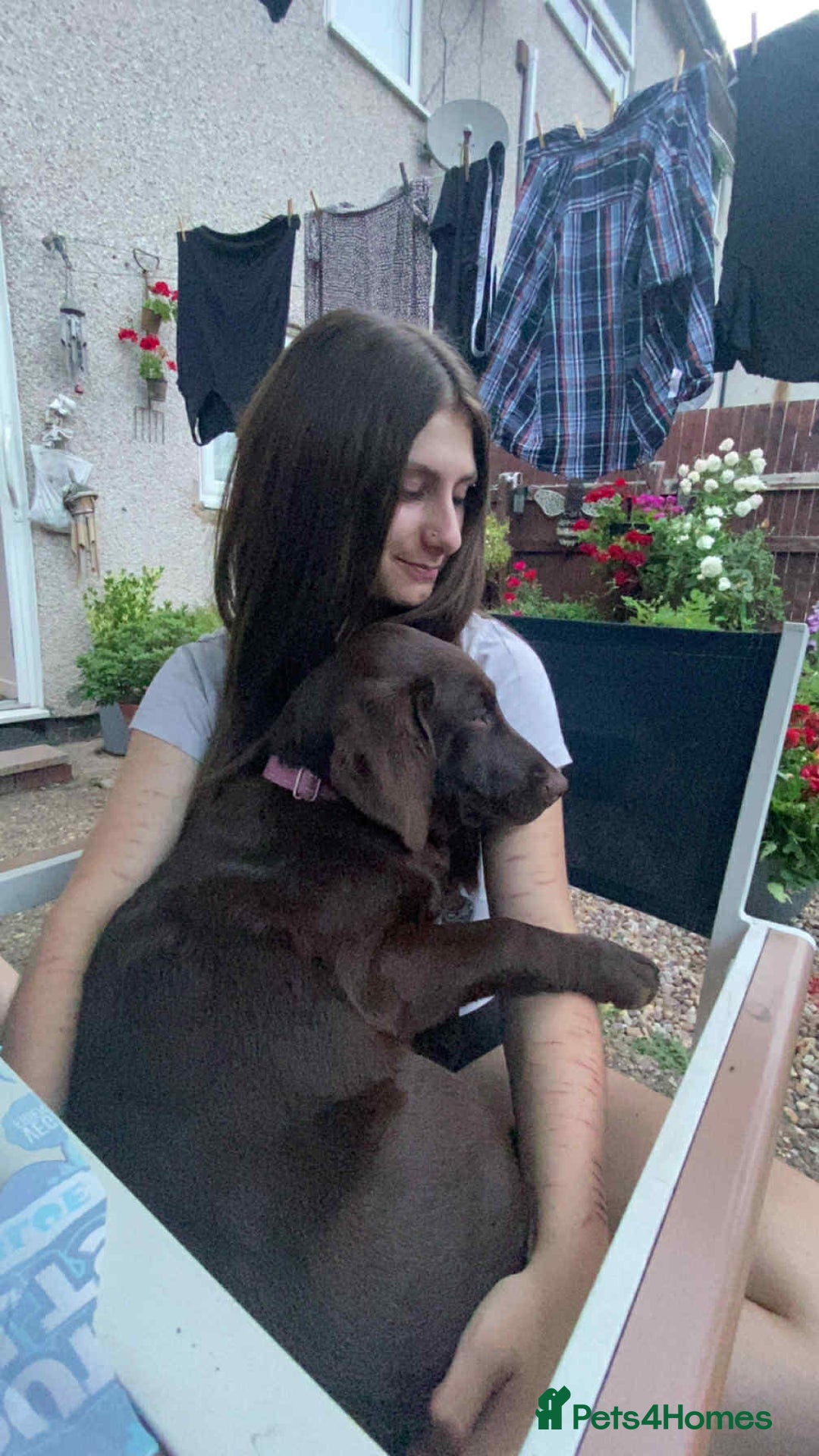 Labrador Retriever dogs for sale: female chocolate lab  - Image 3
