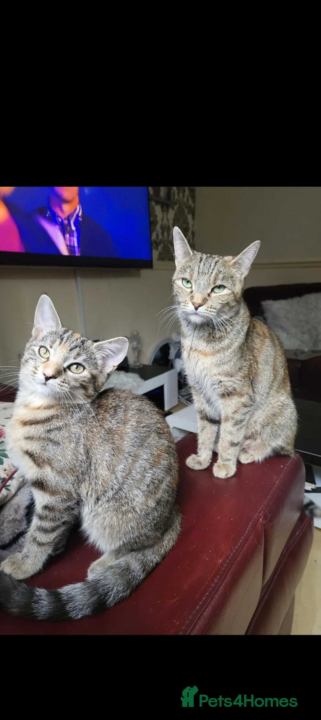 British Shorthair cats for sale: 1 beautiful black girl kitten  - Advert 2