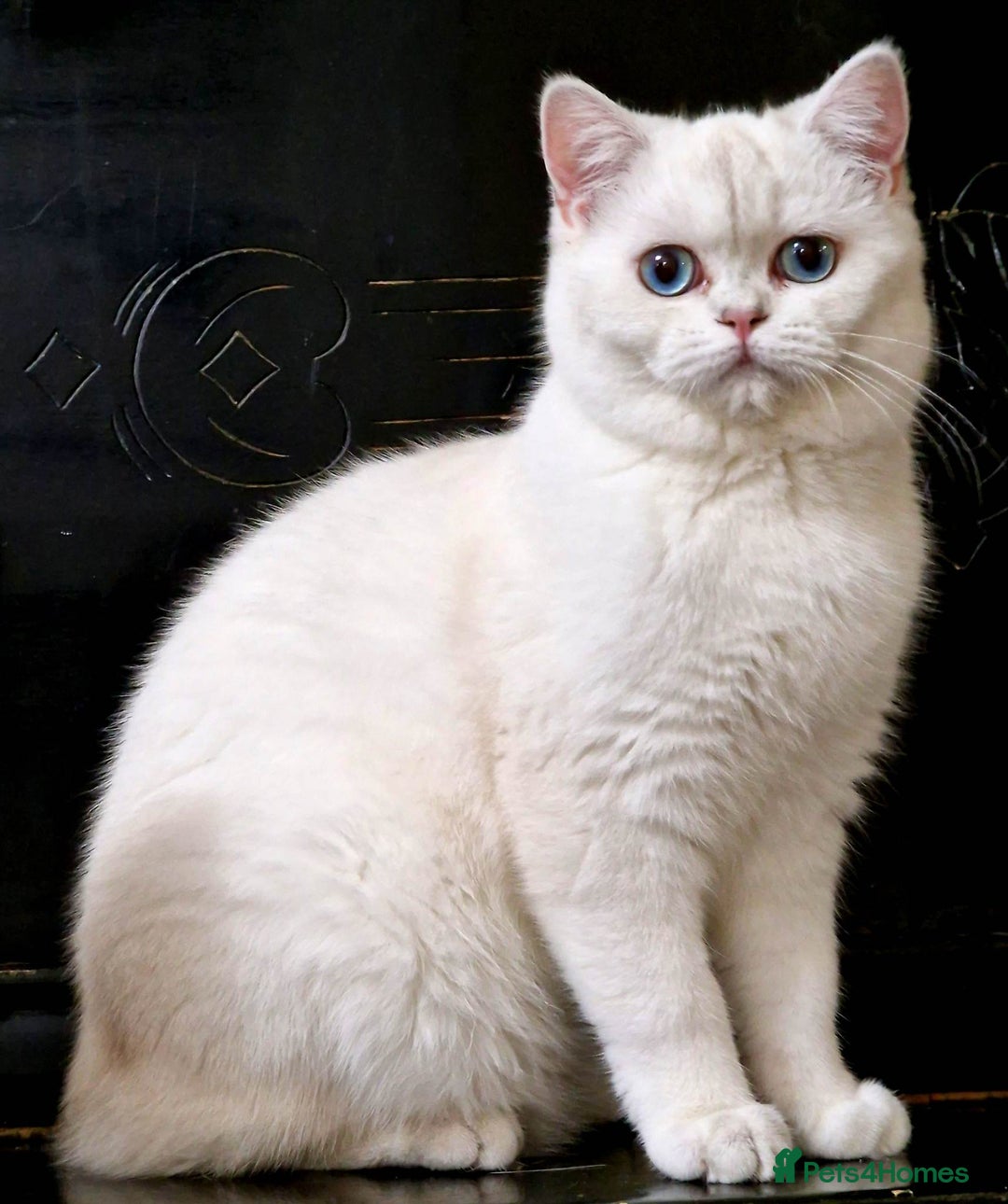 Scottish Fold cats for sale: Scottish Folds, adult cat looking for a Sweet home - Advert 3