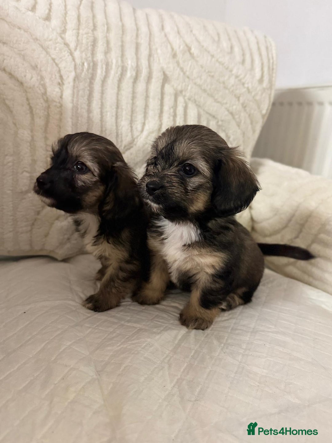 Mixed Breed dogs for sale: 6 Beautiful Daxichons - Advert 24