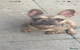 French Bulldog dogs for sale: Isabella fawn French bulldog - Image 3