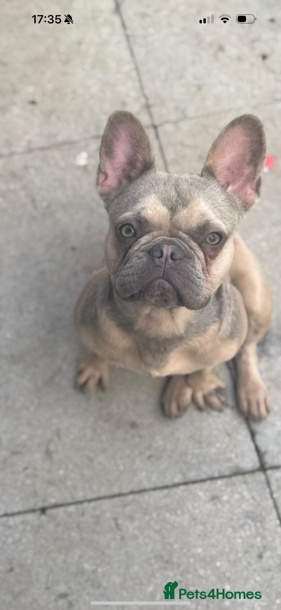 French Bulldog dogs for sale: Isabella fawn French bulldog - Image 3