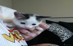 Chausie cats for sale: 2 females  - Image 1