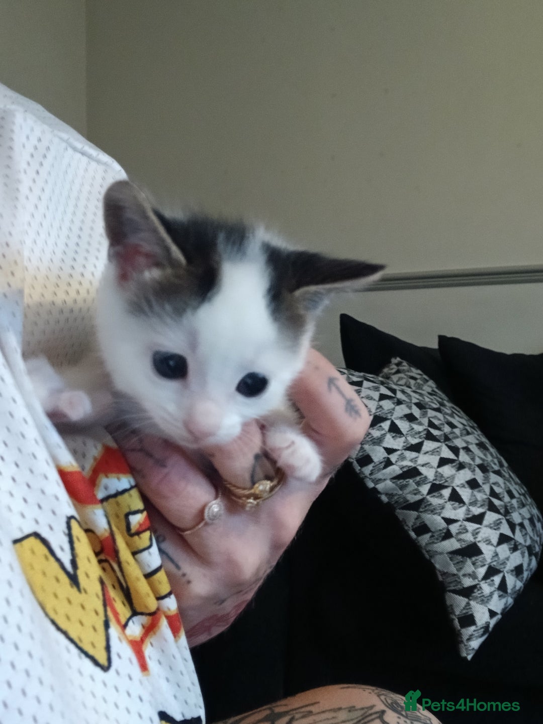 Chausie cats for sale: 2 females  - Image 1