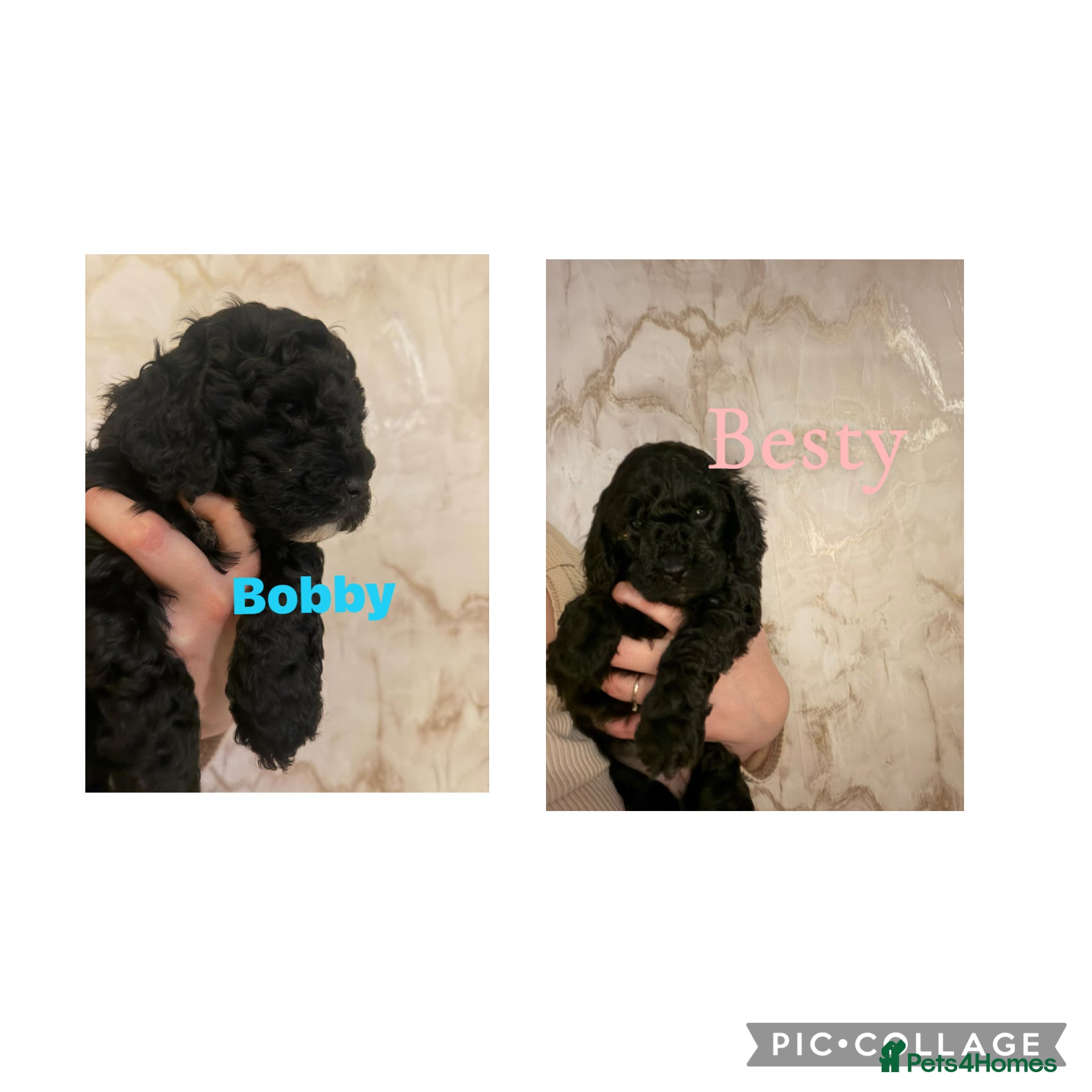 Cockapoo dogs 🌸Beautiful cockapoo puppies, ready 03 March🌸 - Advert 14