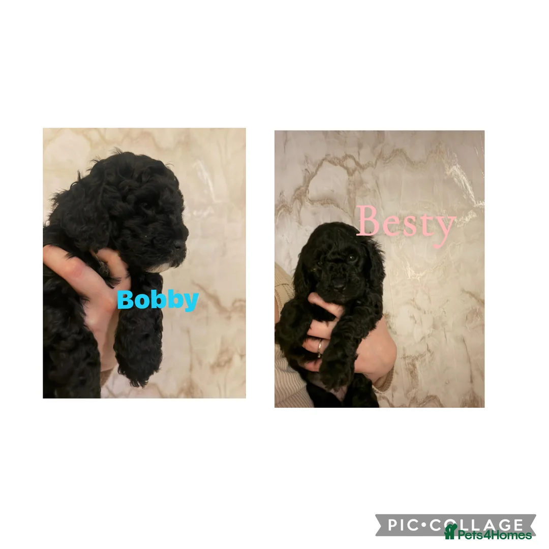 Cockapoo dogs for sale: 🌸Beautiful cockapoo puppies, ready 03 March🌸 - Advert 1