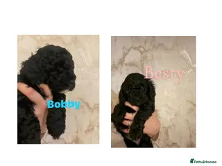 Cockapoo dogs 🌸Beautiful cockapoo puppies, ready 03 March🌸 - Advert 14